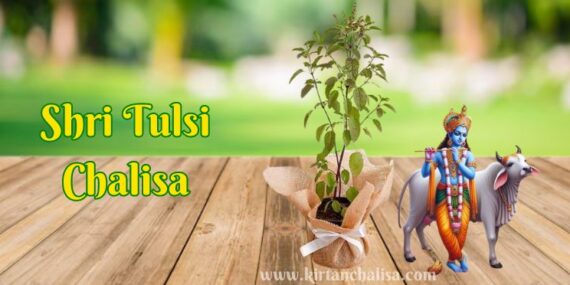 Tulsi Plant