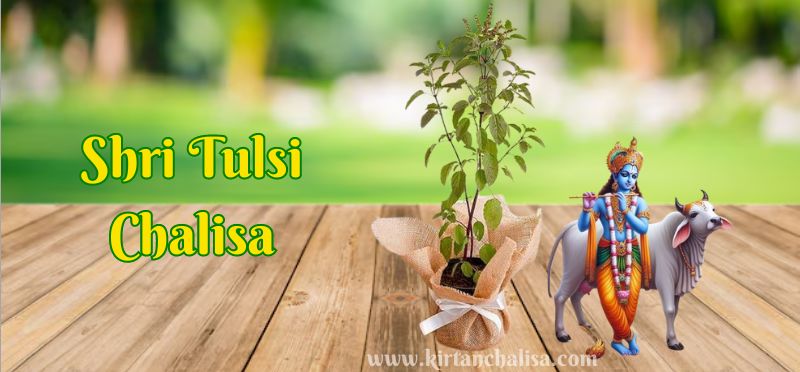 Tulsi Plant